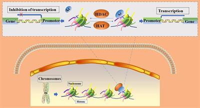 Histone acetylation modifications: A potential targets for ... Biology Diagrams